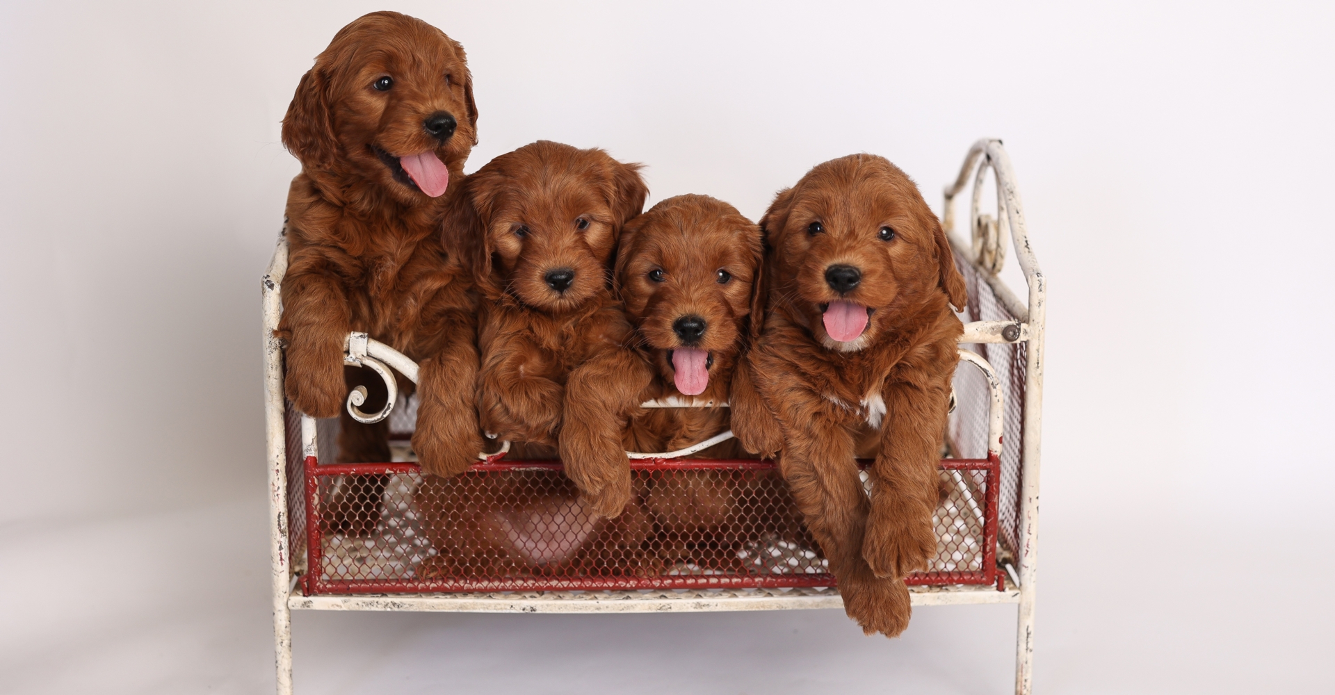 F1 Mini Goldendoodles Crate.jpg